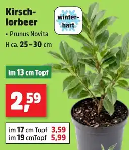 Thomas Philipps Kirsch- lorbeer Angebot