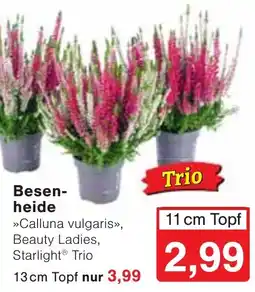 Wiglo Wunderland Besenheide »Calluna vulgaris«, Beauty Ladies, Starlight® Trio Angebot