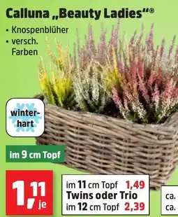 Thomas Philipps Calluna "Beauty Ladies" Angebot
