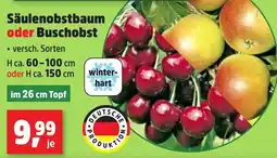 Thomas Philipps Säulenobstbaum oder Buschobst Angebot