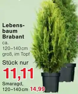 Wiglo Wunderland Lebensbaum Brabant Angebot