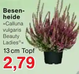 Wiglo Wunderland Besenheide »Calluna vulgaris Beauty Ladies®« Angebot