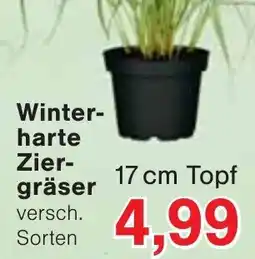 Wiglo Wunderland Winterharte Ziergräser Angebot