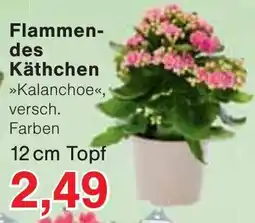 Wiglo Wunderland Flammendes Käthchen Angebot