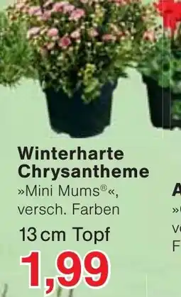 Wiglo Wunderland Winterharte Chrysantheme »Mini Mums®« Angebot