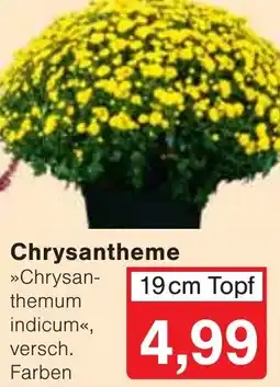 Wiglo Wunderland Chrysanthemum indicum Angebot