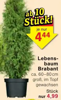 Wiglo Wunderland Lebensbaum Brabant Angebot