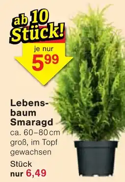 Wiglo Wunderland Lebensbaum Smaragd Angebot