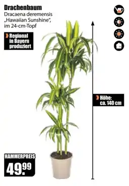 V Baumarkt Drachenbaum Dracaena deremensis "Hawaiian Sunshine" Angebot