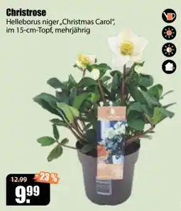 V Baumarkt Christrose Helleborus niger „Christmas Carol“ Angebot