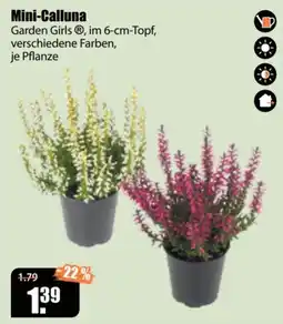 V Baumarkt Mini-Calluna Garden Girls® Angebot