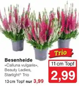 Jawoll Besenheide »Calluna vulgaris«, Beauty Ladies, Starlight® Trio Angebot