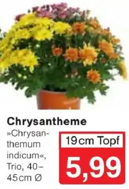 Jawoll Chrysanthemum indicum, Trio Angebot