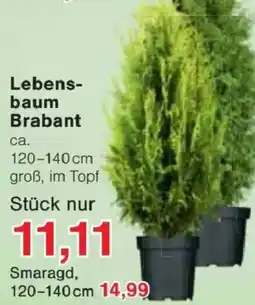 Jawoll Lebensbaum Brabant Angebot