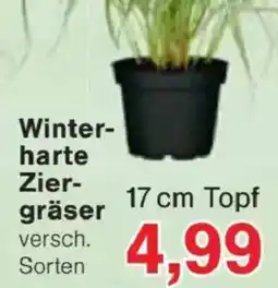 Jawoll Winterharte Ziergräser Angebot