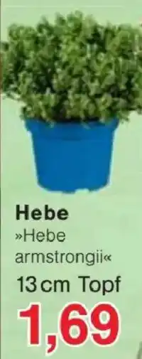 Jawoll Hebe »Hebe armstrongii« Angebot