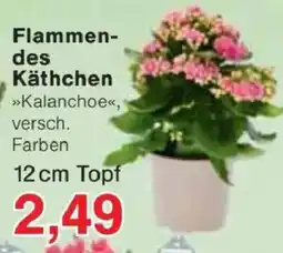 Jawoll Flammendes Käthchen Angebot