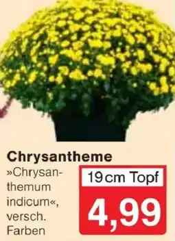 Jawoll Chrysanthemum indicum Angebot