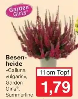 Jawoll Besenheide »Calluna vulgaris«, Garden Girls® Angebot