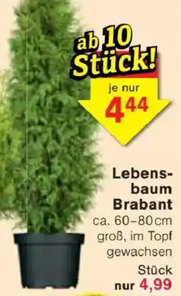 Jawoll Lebensbaum Brabant Angebot