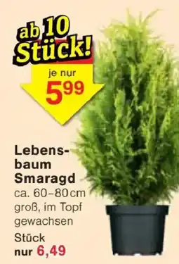 Jawoll Lebensbaum Smaragd Angebot
