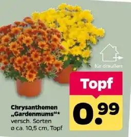 Netto Chrysanthemen "Gardenmums" Angebot