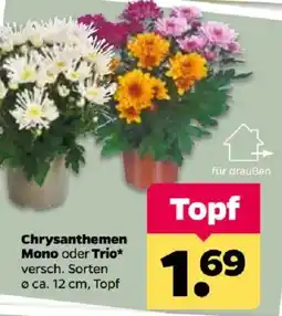 Netto Chrysanthemen Mono oder Trio* Angebot