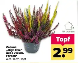 Netto Calluna „High Five“ Angebot