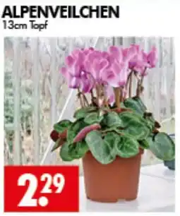 Wreesmann ALPENVEILCHEN Angebot