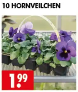 Wreesmann HORNVEILCHEN Angebot