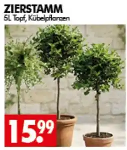 Wreesmann ZIERSTAMM Angebot