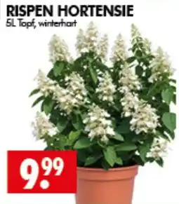 Wreesmann RISPEN HORTENSIE Angebot