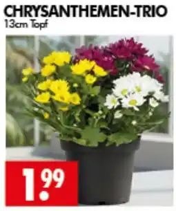Wreesmann CHRYSANTHEMEN-TRIO Angebot