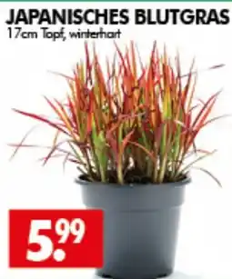 Wreesmann JAPANISCHES BLUTGRAS Angebot