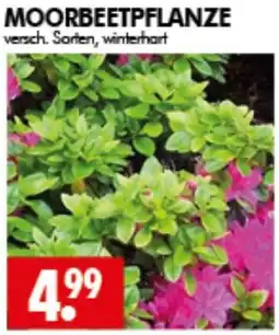 Wreesmann MOORBEETPFLANZE Angebot