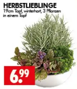 Wreesmann HERBSTLIEBLINGE Angebot