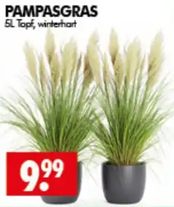 Wreesmann PAMPASGRAS Angebot
