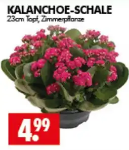 Wreesmann KALANCHOE-SCHALE Angebot