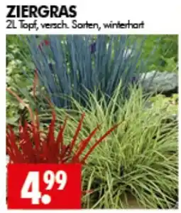 Wreesmann ZIERGRAS Angebot