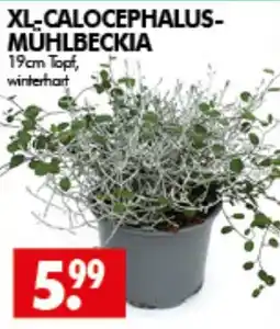 Wreesmann XL-CALOCEPHALUS-MUHLBECKIA Angebot
