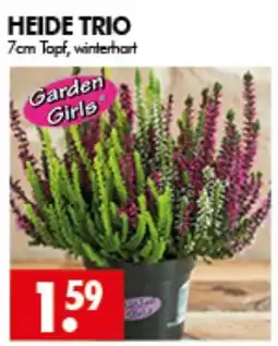 Wreesmann HEIDE TRIO Garden Girls Angebot