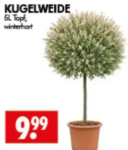 Wreesmann KUGELWEIDE Angebot