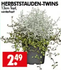 Wreesmann HERBSTSTAUDEN-TWINS Angebot
