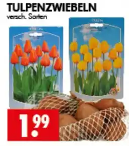 Wreesmann TULPENZWIEBELN Angebot