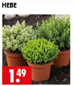 Wreesmann HEBE Angebot
