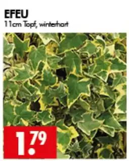 Wreesmann EFEU Angebot