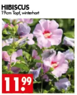 Wreesmann HIBISCUS Angebot