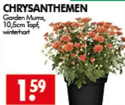 Wreesmann CHRYsanthenen Garden Mums Angebot