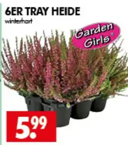 Wreesmann 6ER TRAY HEIDE Angebot