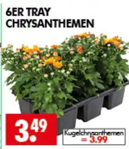 Wreesmann Kugelchrysanthemen Angebot